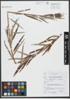 Foto von Salix viminalis L.